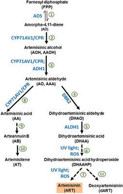 Seasonal and Differential Sesquiterpene Accumulation in Artemisia annua Suggest Selection Based on Both Artemisinin and Dihydroartemisinic Acid may Increase Artemisinin in planta